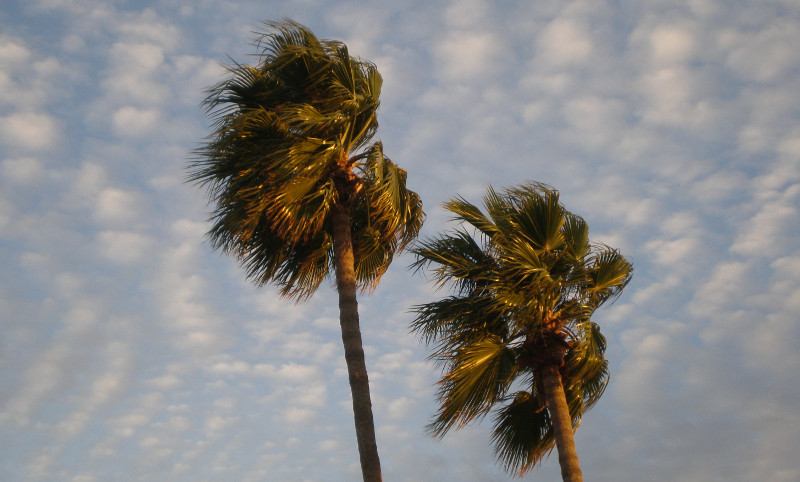 palms800.jpg