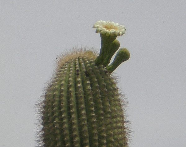 saguaro600.jpg